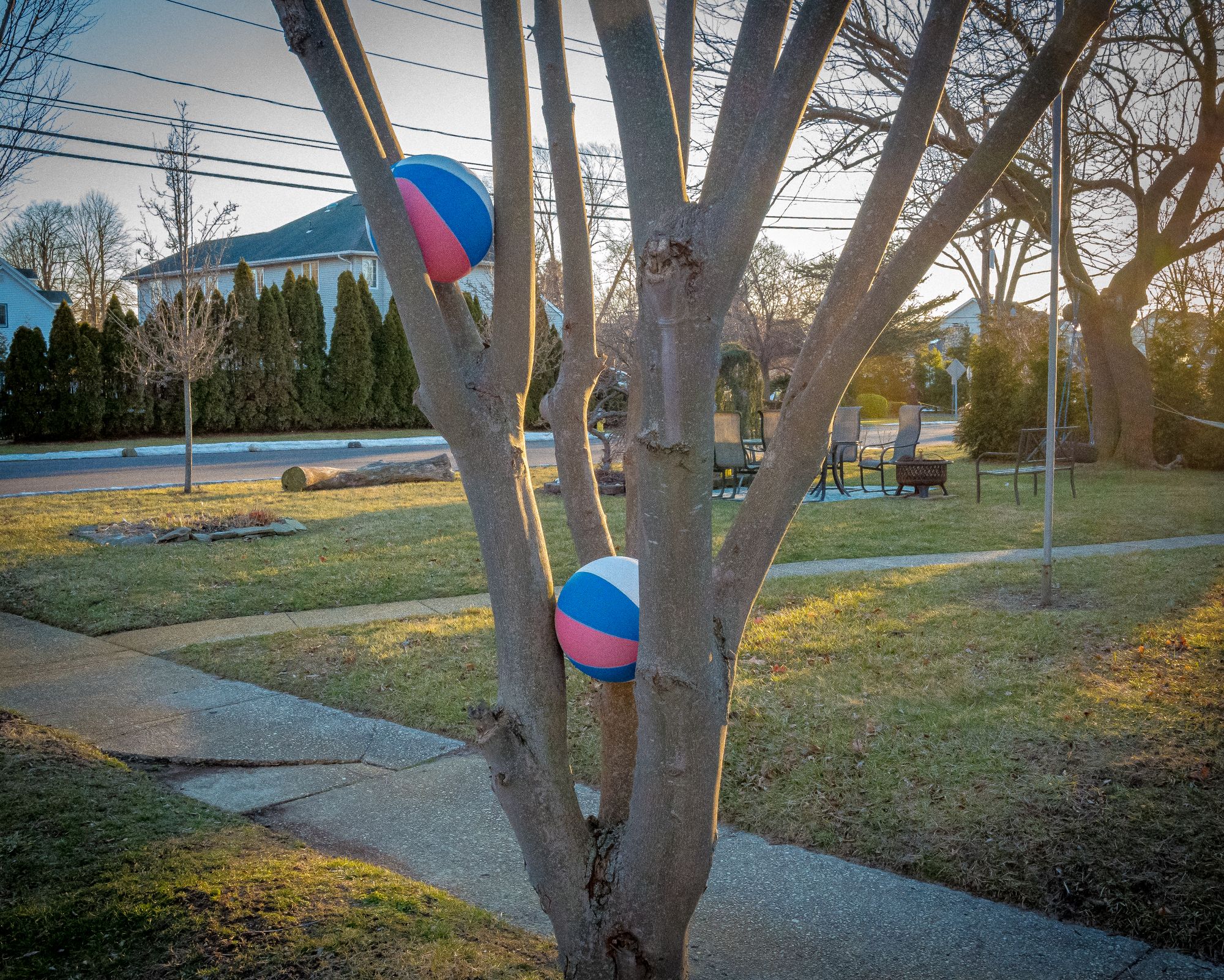 Basketball in tree Sayville New York Long Island