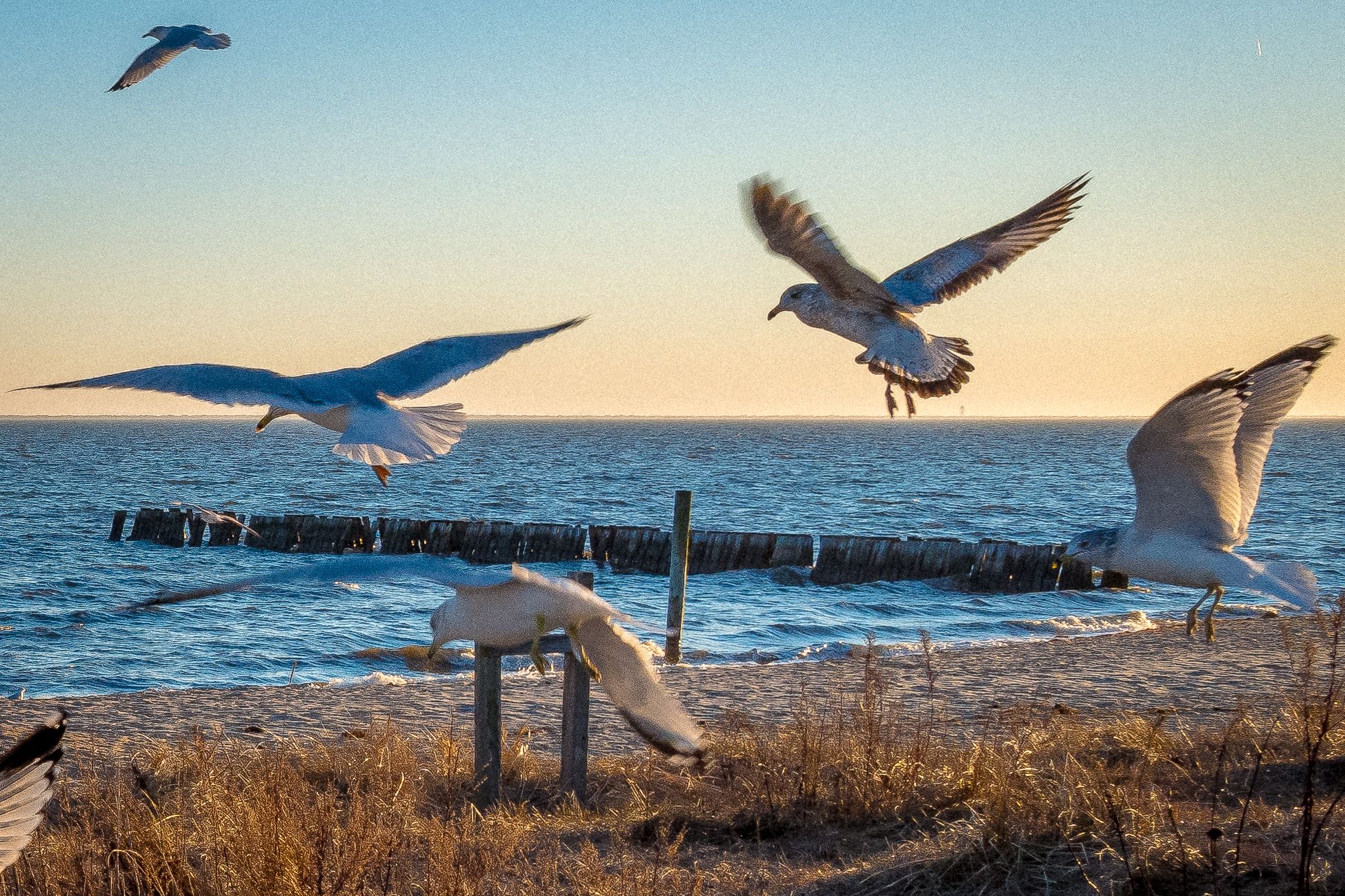 Seagulls at the beach Long Island Great South Bay Fire Island New York